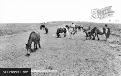New Forest Ponies c.1960, New Forest