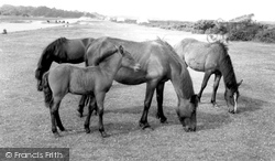 New Forest Ponies c.1960, New Forest
