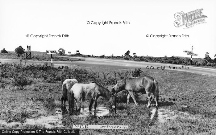 Photo of New Forest, New Forest Ponies c.1960