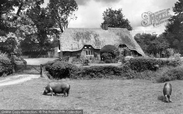 Photo of New Forest, Pigs Near Brook c.1955