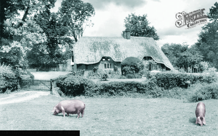 Photo of New Forest, Pigs Near Brook c.1955