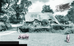 Pigs Near Brook c.1955, New Forest