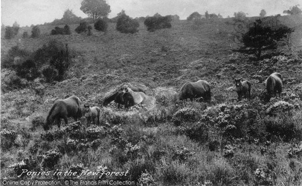 Photo of New Forest, Ponies 1913