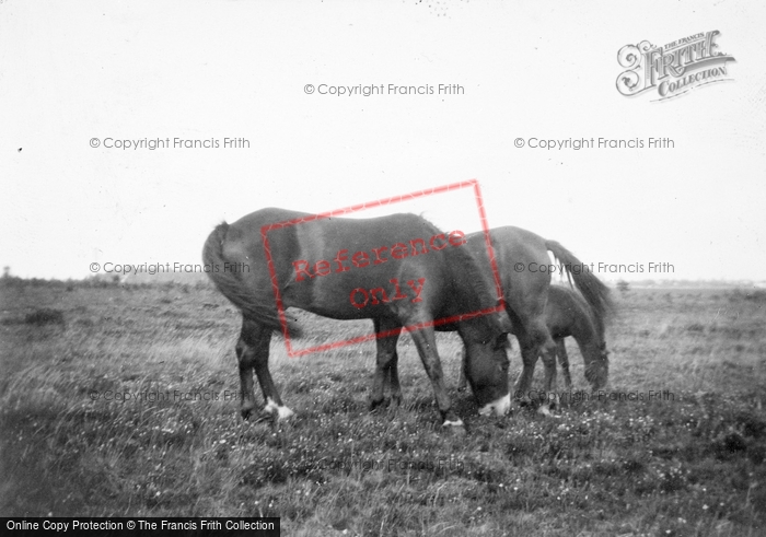 Photo of New Forest, Ponies c.1930