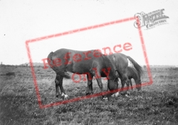 Ponies c.1930, New Forest