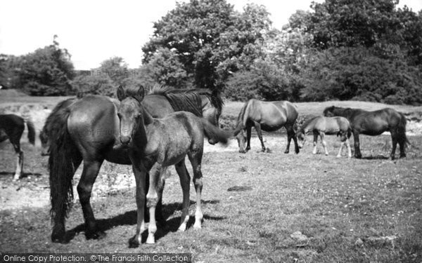 Photo of New Forest, Ponies c.1955