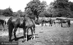 Ponies c.1955, New Forest