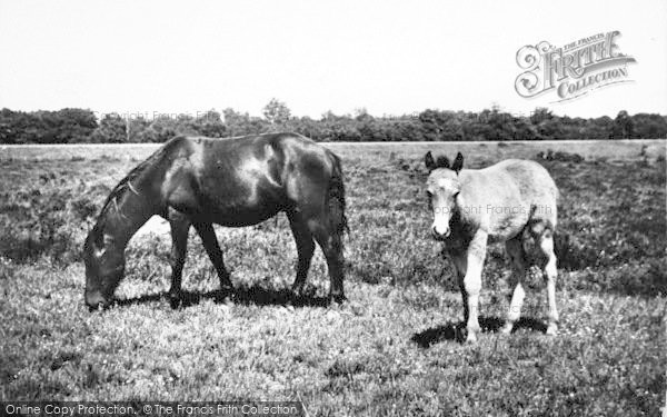 Photo of New Forest, Ponies c.1955