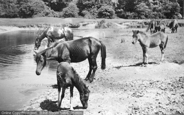 Photo of New Forest, Ponies c.1955