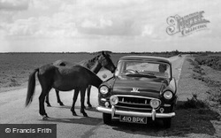 Ponies c.1955, New Forest