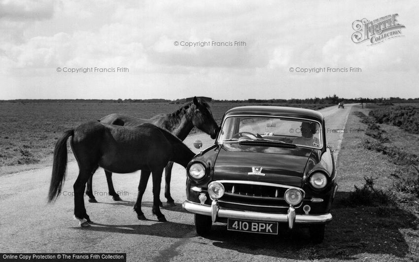 New Forest, Ponies c1955