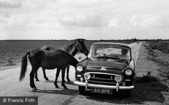 New Forest, Ponies c1955