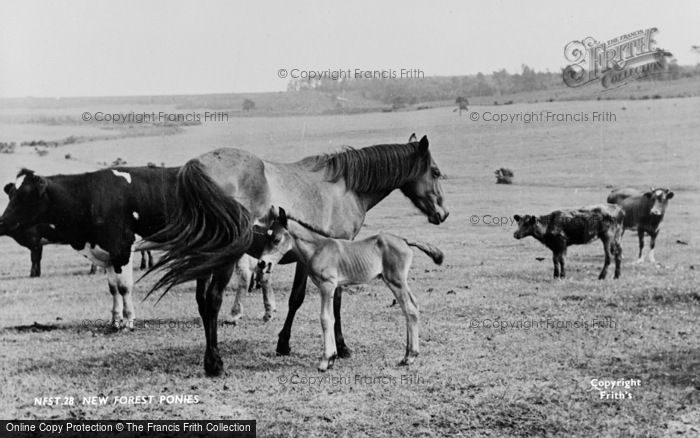 Photo of New Forest, Ponies c.1960