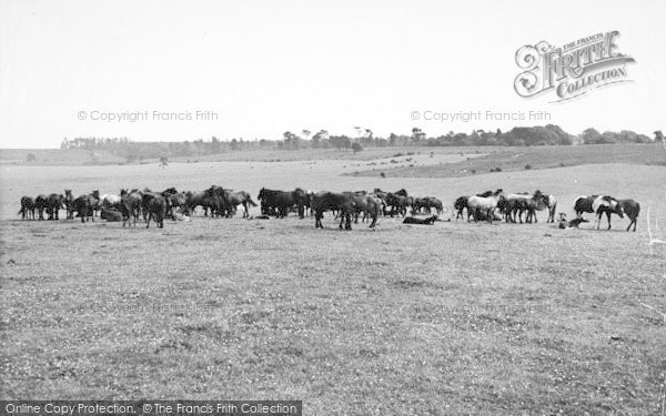 Photo of New Forest, Ponies c.1960 - Francis Frith