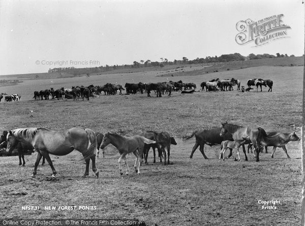 Photo of New Forest, Ponies c.1960 - Francis Frith