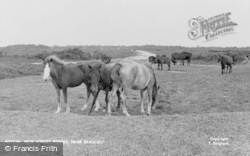 Ponies c.1960, New Forest