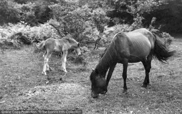 Photo of New Forest, Ponies c.1960