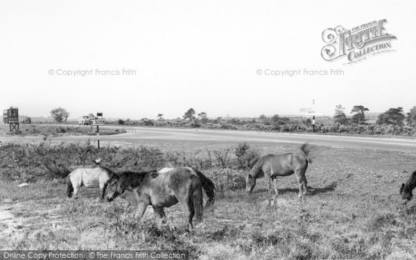 Photo of New Forest, Ponies c.1960