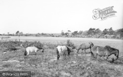 Ponies c.1960, New Forest