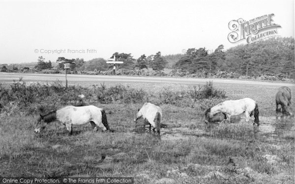 Photo of New Forest, Ponies c.1960