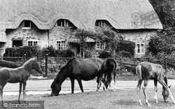 Ponies, Swan Green c.1955, New Forest