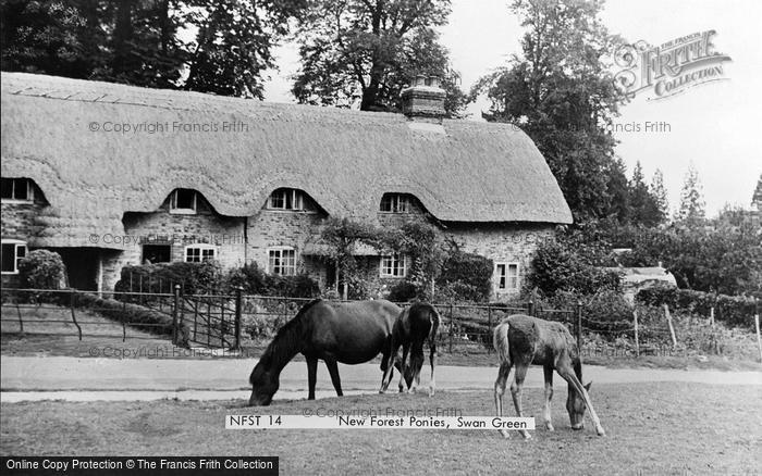 Photo of New Forest, Ponies, Swan Green c.1955