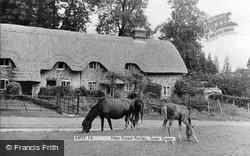 Ponies, Swan Green c.1955, New Forest