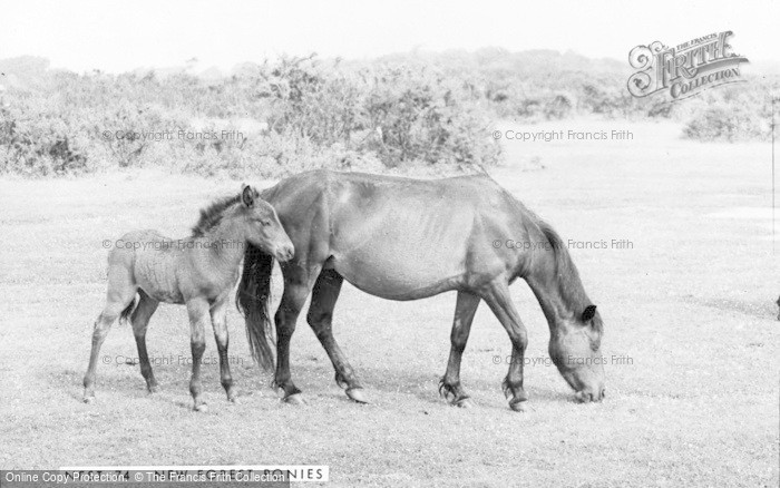 Photo of New Forest, Pony And Foal c.1965