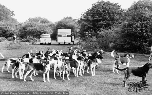 Photo of New Forest, The Buck Hounds c.1960