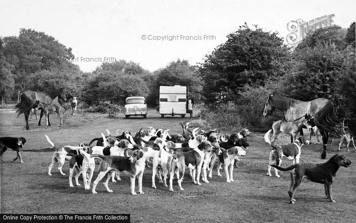 Photo of New Forest, The Buck Hounds c.1960