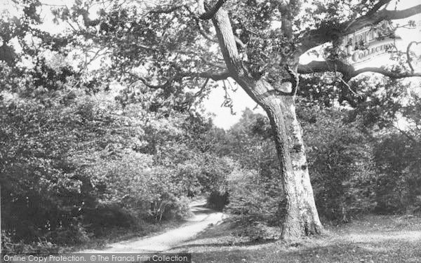 Photo of New Forest, View From Cut Walk Hill 1908