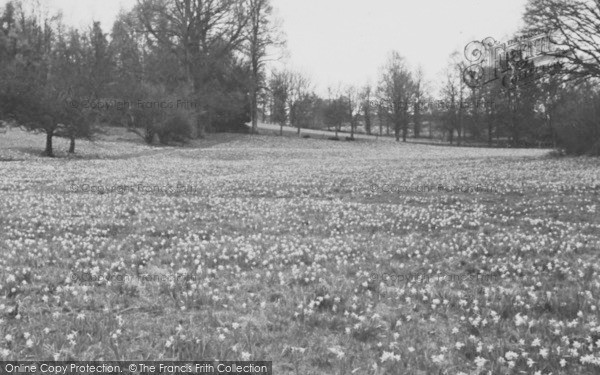 Photo of Newent, Daffodil Fields c.1955
