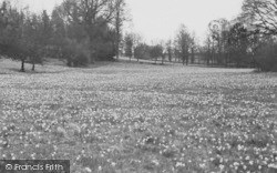 Daffodil Fields c.1955, Newent