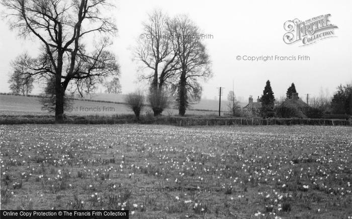 Photo of Newent, Daffodil Fields c.1955