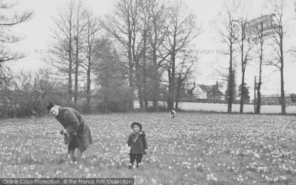 Photo of Newent, Daffodils At Springtime c.1955