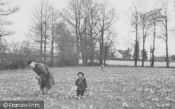 Daffodils At Springtime c.1955, Newent