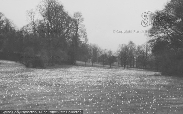 Photo of Newent, The Daffodil Fields c.1955