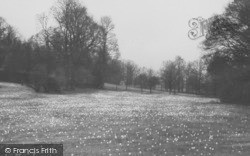 The Daffodil Fields c.1955, Newent