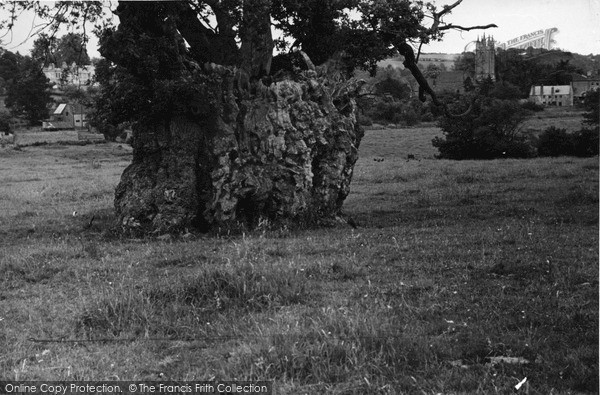 Photo of Newland, Decayed Stump Of Englands Oldest Oak c.1950
