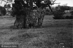 Decayed Stump Of Englands Oldest Oak c.1950, Newland