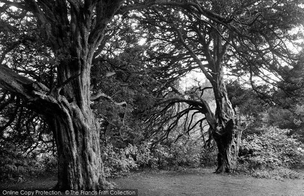 Photo of Newlands Corner, Ancient Yews 1928