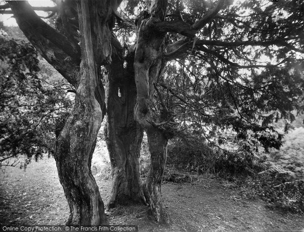 Photo of Newlands Corner, Ancient Yews 1928