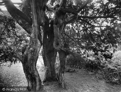 Ancient Yews 1928, Newlands Corner