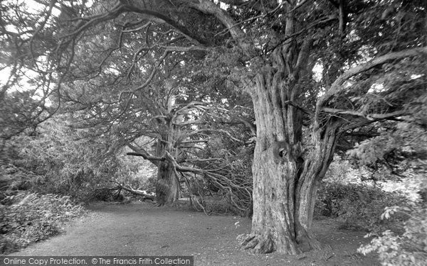Photo of Newlands Corner, Ancient Yews In A Woodland Glade 1928