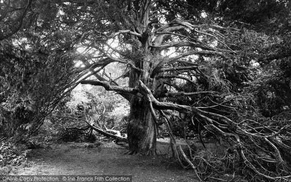Photo of Newlands Corner, Historical Yews, As Spoken Of In The Domesday Book 1928