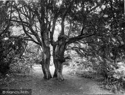 The Ancient Yew Trees 1928, Newlands Corner