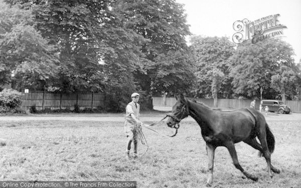 Photo of Newmarket, Breaking In A Two Year Old c.1960