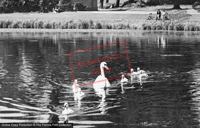 Photo of Newstead Abbey, Swans On Great Lake 1949