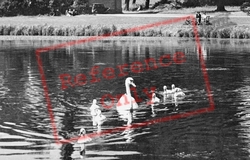 Swans On Great Lake 1949, Newstead Abbey