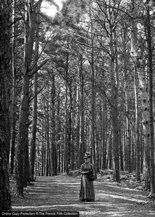 Photo of Newton Abbot, A Lady At Pine Walk, Milber Down 1890